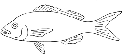Figure 1 — Whole fish