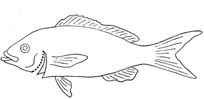 Figure 2 — Gutted fish