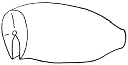 Figure 4 — Pan-dressed fish