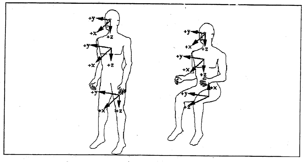 FIGURE 4—ORIENTATIONS OF STANDARDIZED DUMMY COORDINATE SYSTEMS FOR STANDING AND SEATED POSTURES